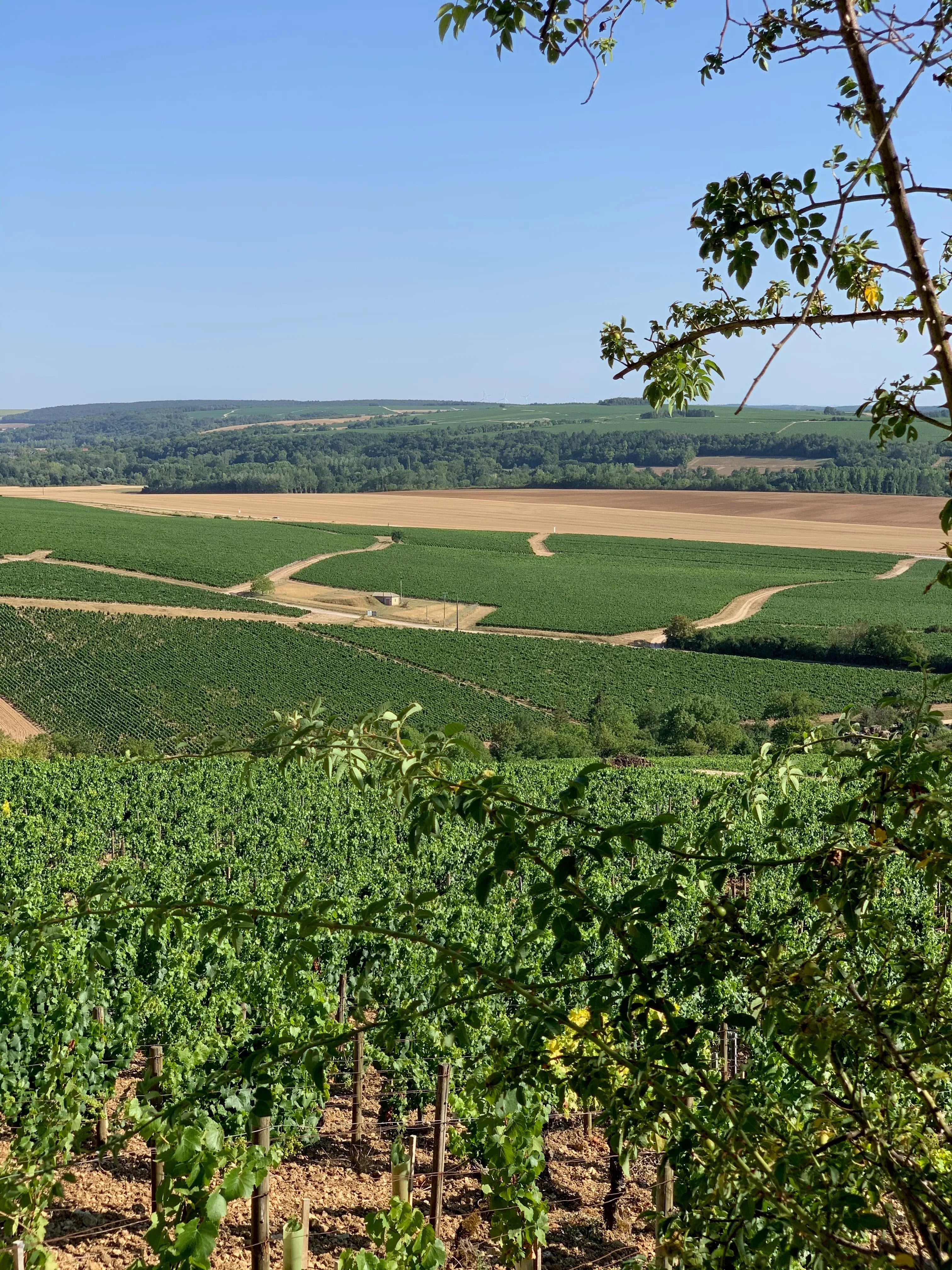 Image of IMG_0815 - Capleia Studio